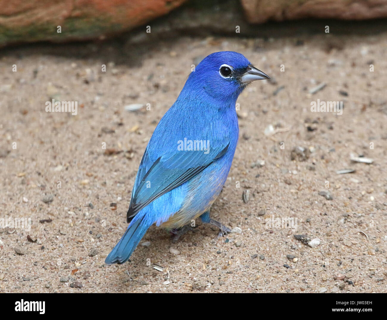 Männliche Rose bellied Bunting oder Rosita der Ammer (Passerina Rositae), ursprünglich aus Oaxaca ein Chiapas im Süden Mexikos Stockfoto