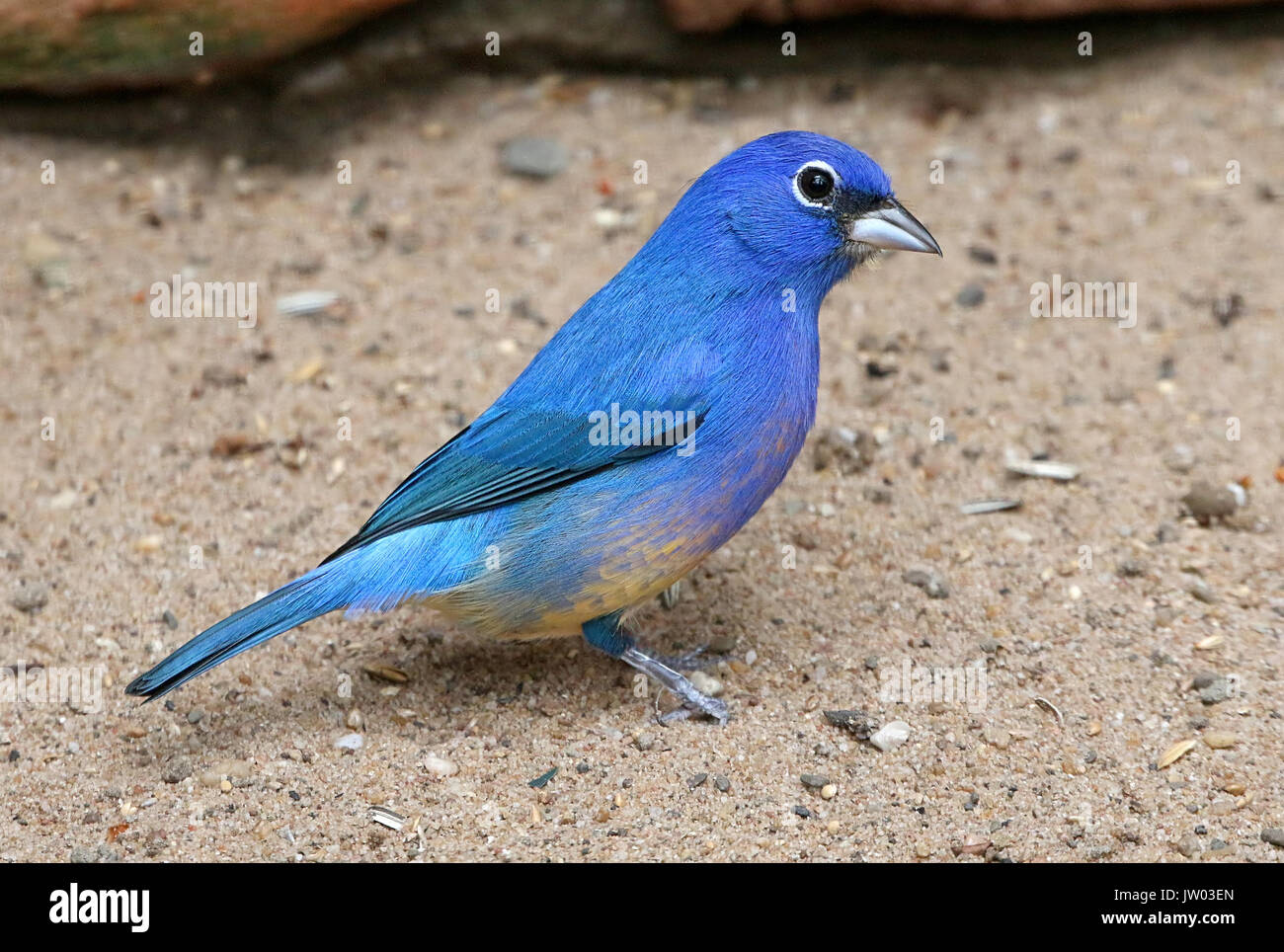 Männliche Rose bellied Bunting oder Rosita der Ammer (Passerina Rositae), ursprünglich aus Oaxaca ein Chiapas im Süden Mexikos Stockfoto