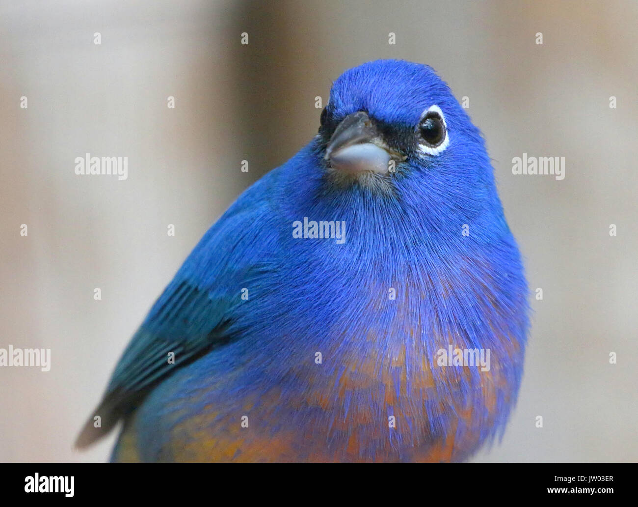 Männliche Rose bellied Bunting oder Rosita der Ammer (Passerina Rositae), ursprünglich aus Oaxaca ein Chiapas im Süden Mexikos Stockfoto