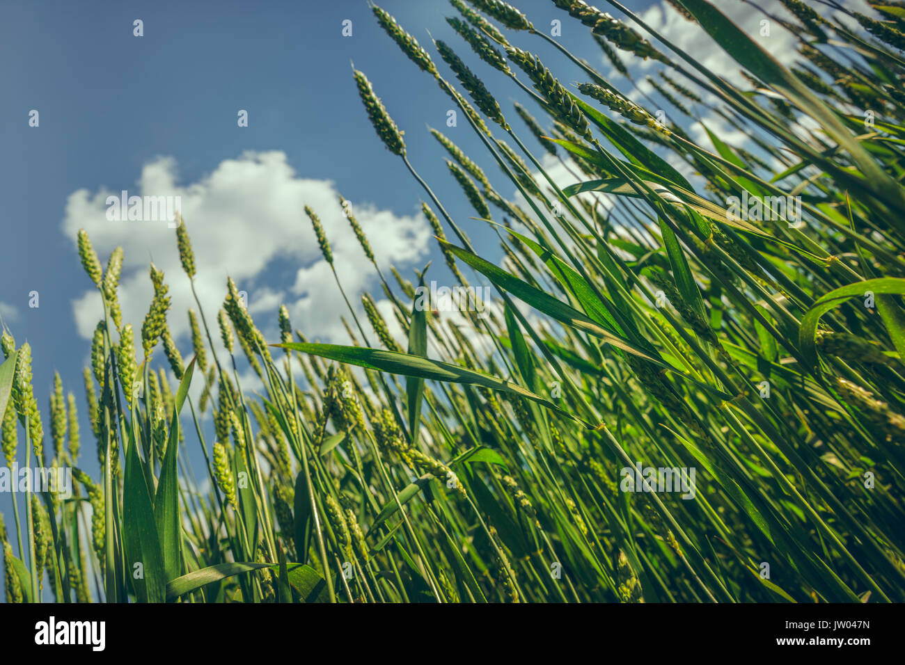 Detailansicht in unreifen Weizen Feld gegen den blauen Himmel mit Wolken. nach oben Low Angle View. geringe Tiefenschärfe. Stockfoto