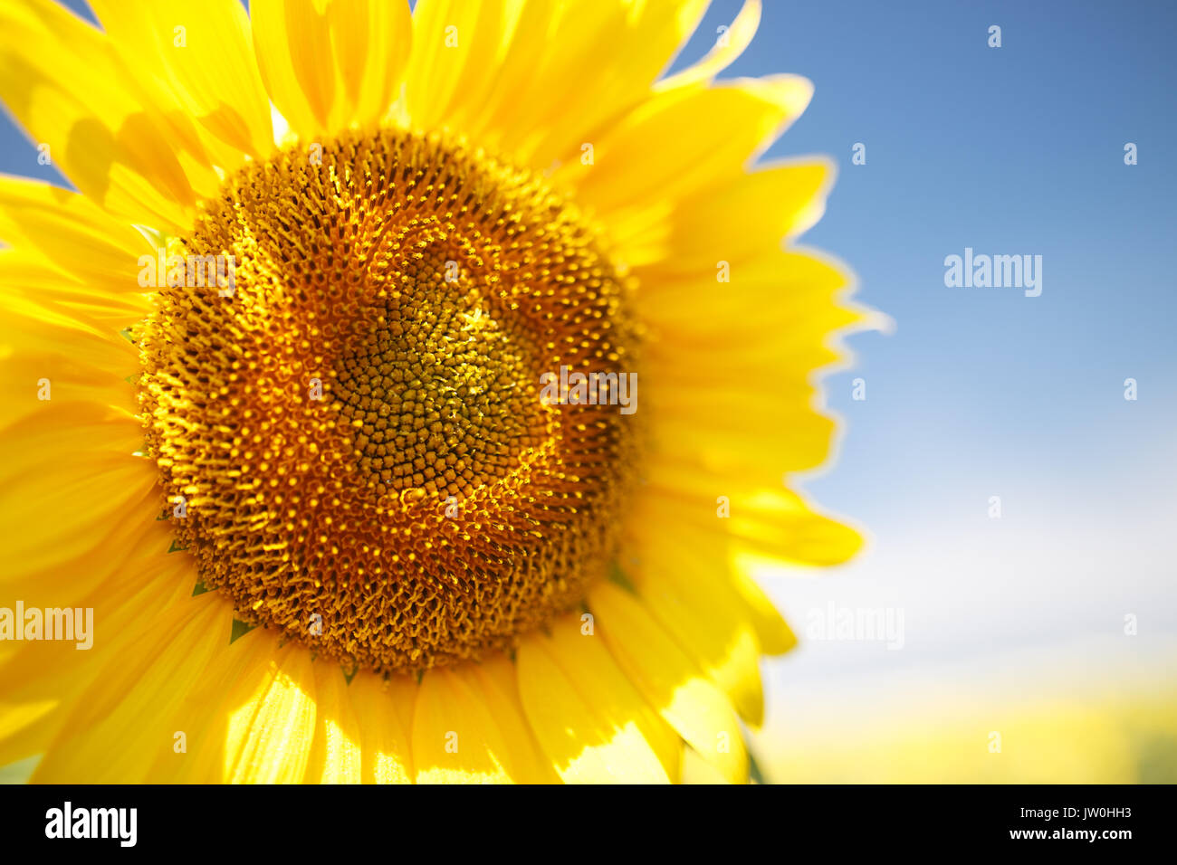 Schöne sonnenblume Blume vor blauem Himmel auf der Farm. Stockfoto