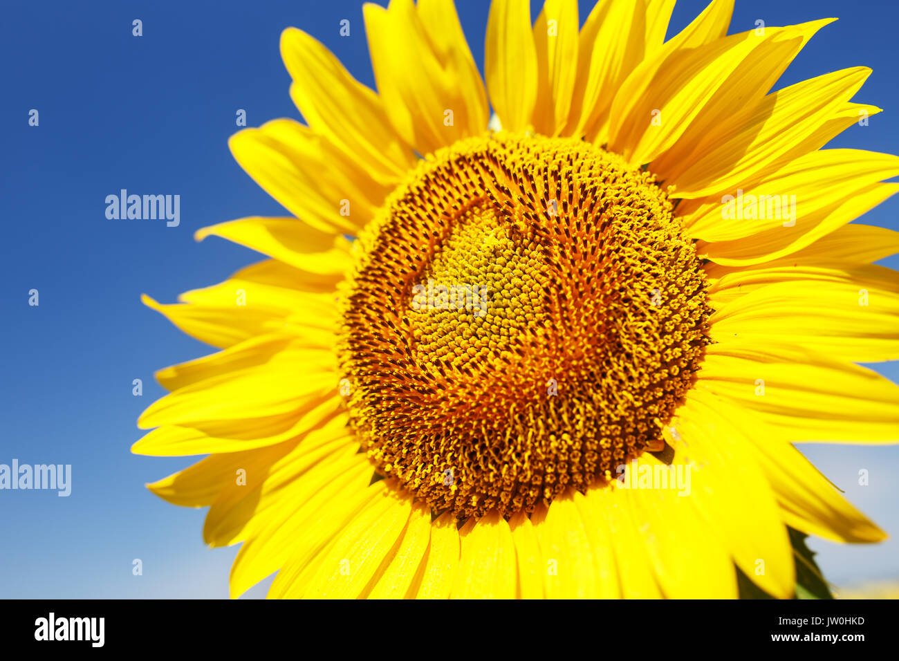 Schöne sonnenblume Blume vor blauem Himmel auf der Farm. Stockfoto