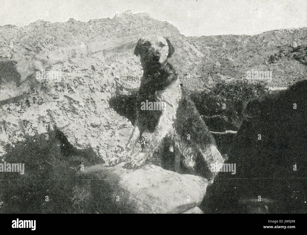 Eine der Richardson's Krieg Hunde in einem Graben in Flandern, WK 1. Stockfoto