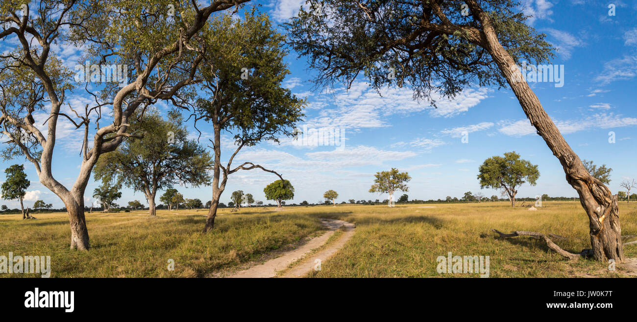 Die malerische Landschaft mit einem 2-poligen Schmutz Straße zwischen zwei großen Bäumen über eine grosse Wiese Savanne Stockfoto