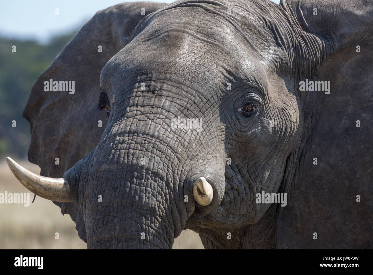 Enge Elefant (Loxodonta africana) Stier portrait Übersicht Kopf Stoßzähne und Augen Stockfoto