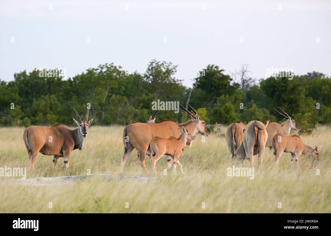 Herde von gemeinsamen Elenantilope (taurotragus Oryx) Fütterung auf ein offenes Grasland Stockfoto