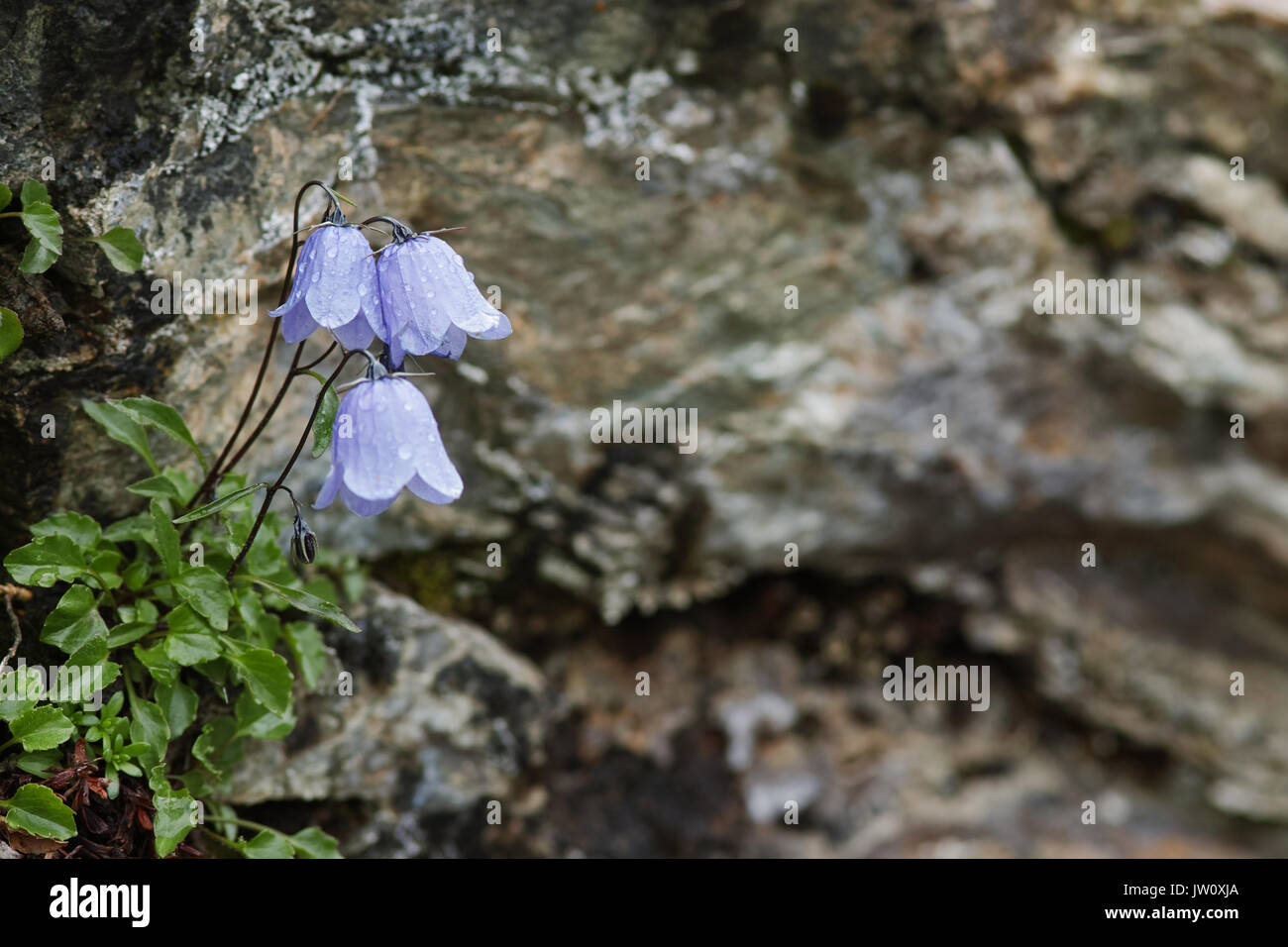 Blume eines Bärtige Glockenblume (Campanula lanceolata) Österreich Stockfoto