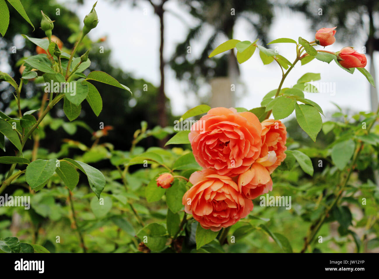 Ein Bündel von Pfirsich Rosen in einem rosenbusch mit grünen grünen Hintergrund. Stockfoto