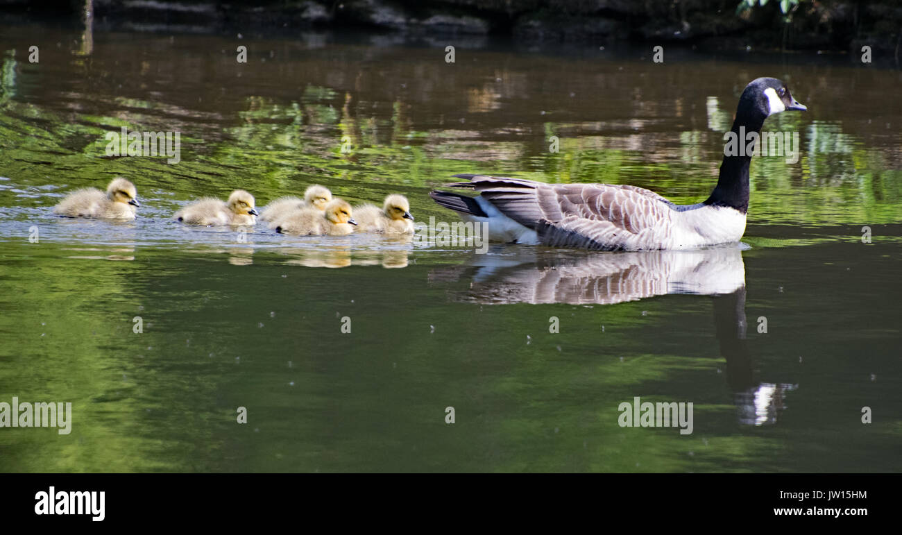 Schwimmunterricht Stockfoto