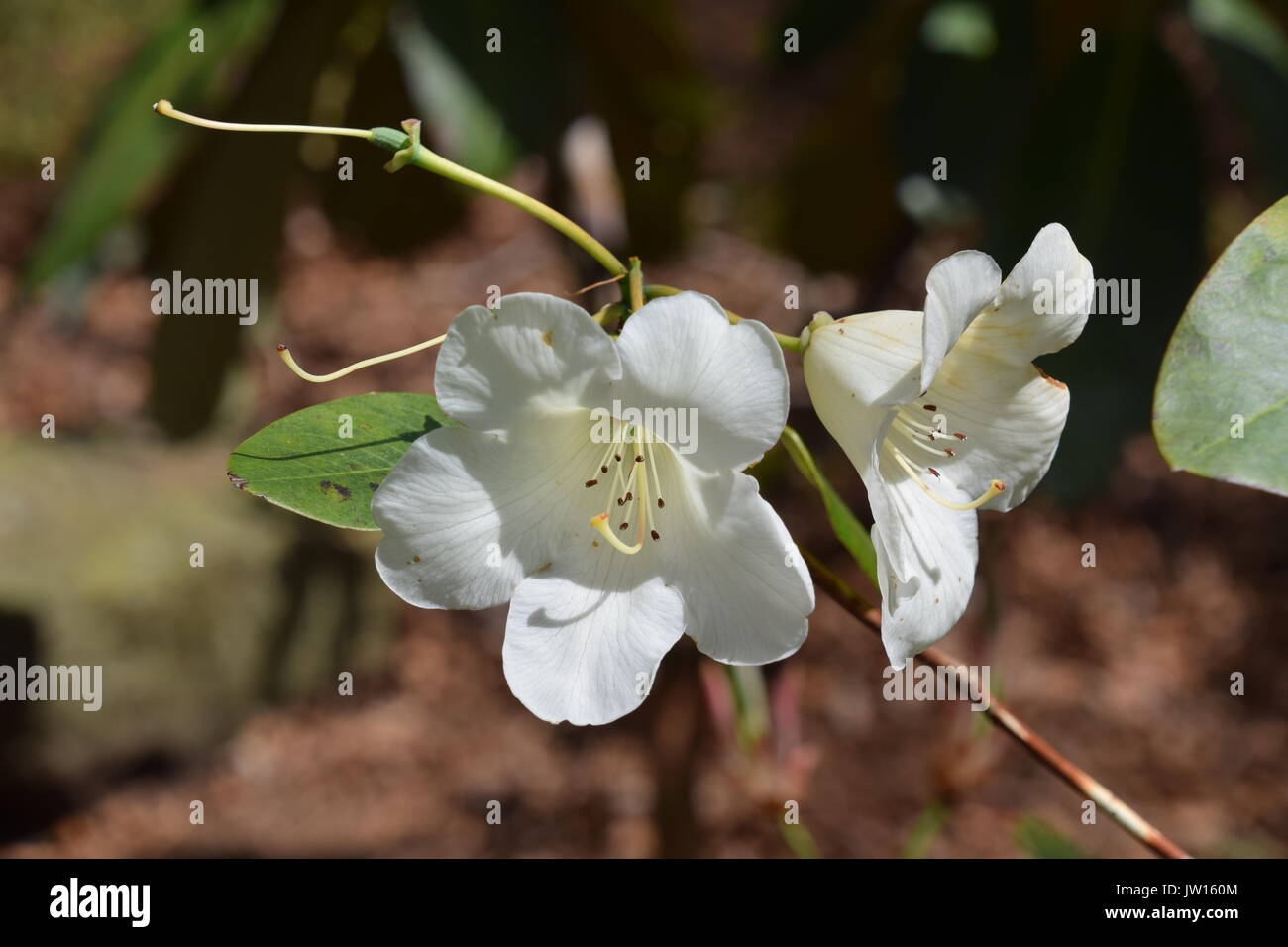 Woodland Flora Stockfoto