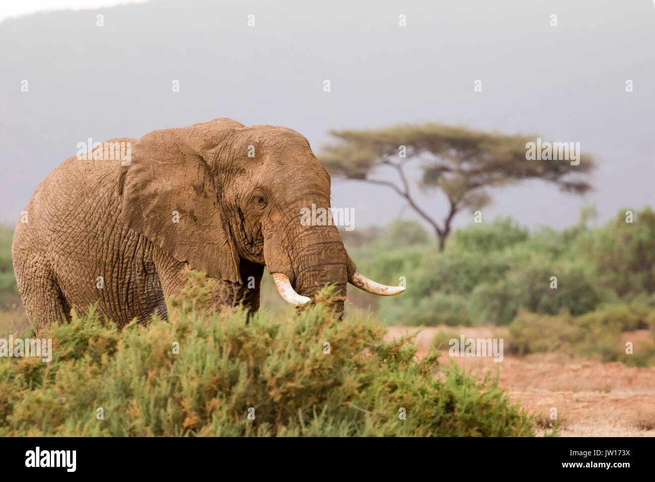 Männliche Afrikanischer Elefant (Loxodonta Africana) auf der Savannah Stockfoto
