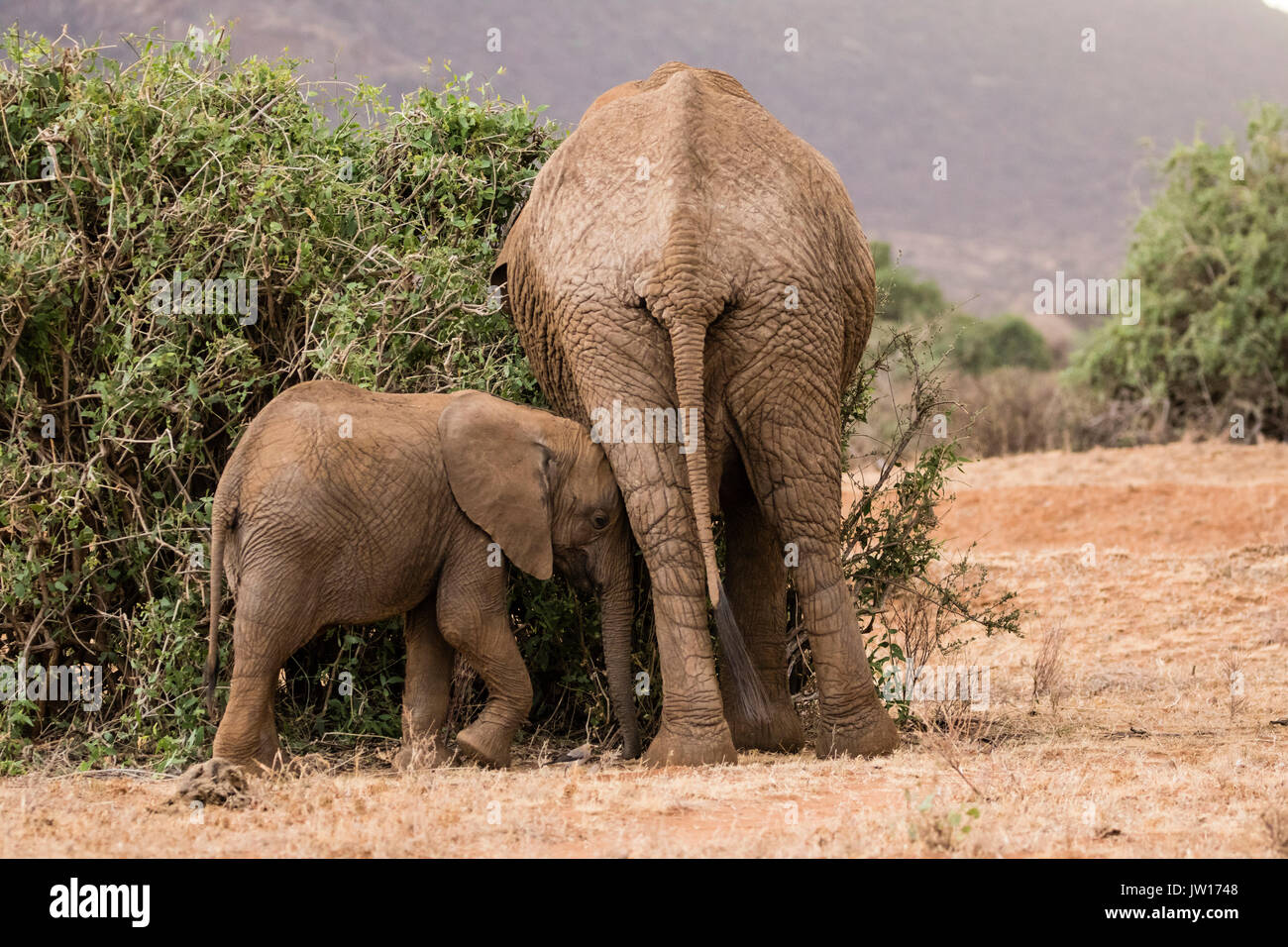 Baby Elephant drücken Mutter, während sie essen, versuchen, ihre Aufmerksamkeit zu bekommen (Afrikanischer Elefant, Loxodonta Africana) Stockfoto