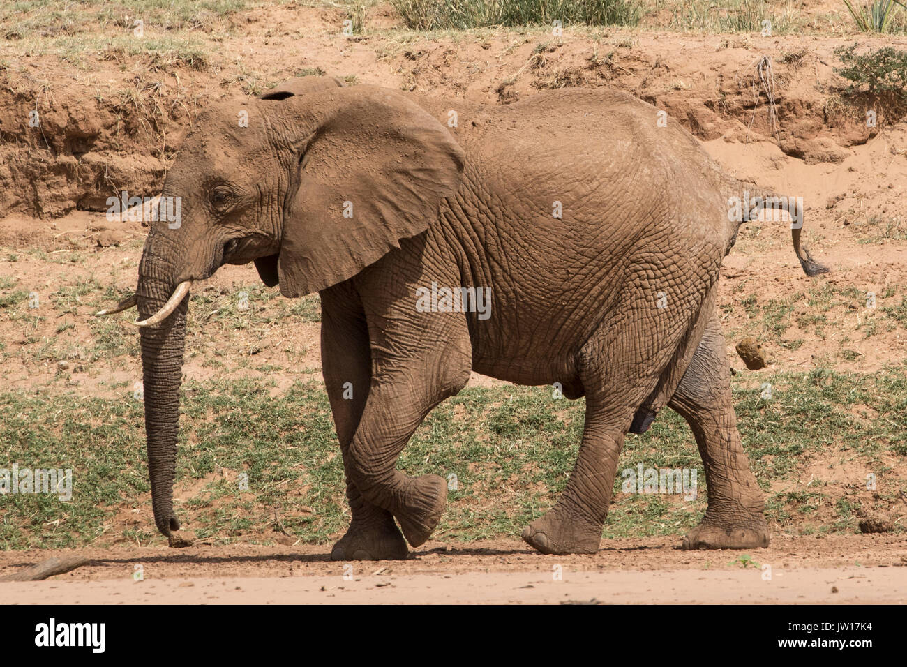 Afrikanischer Elefant pooing beim Gehen Stockfoto