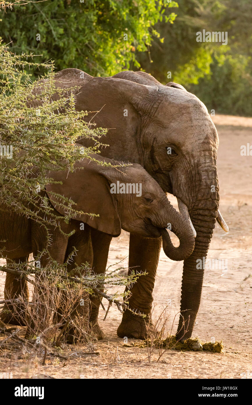 Afrikanischer Elefant (Loxodonta africana) Baby und Schwester, die den Poo ihrer Mutter essen, um das benötigte Verdauungsenzym zu erhalten Stockfoto