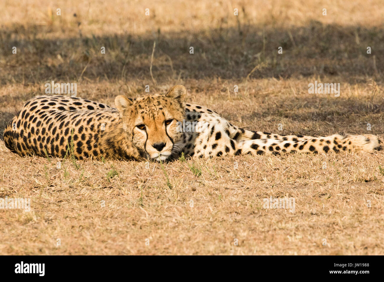 Gepard (Acinonyx jubatus) unter einem Baum während der Mittagszeit ruhend, in die Kamera schaut Stockfoto