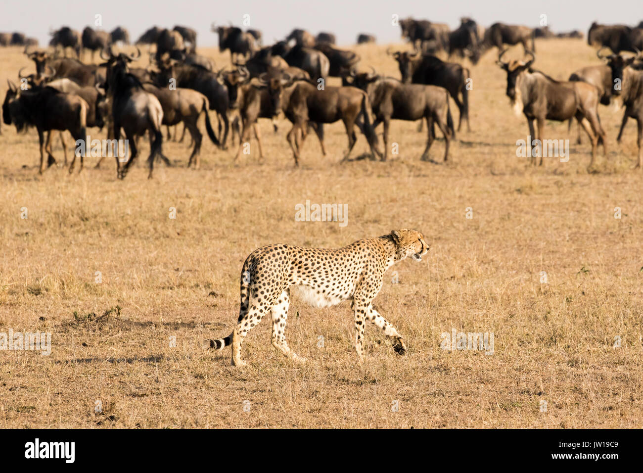 Gepard (Acinonyx jubatus) konfrontiert Wildebesten (Connochaetes Taurinus) Stockfoto