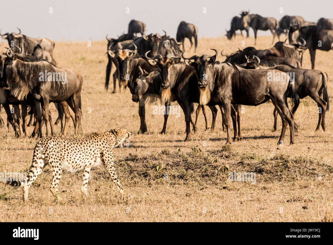 Gepard (Acinonyx jubatus) konfrontiert Wildebesten (Connochaetes Taurinus) Stockfoto