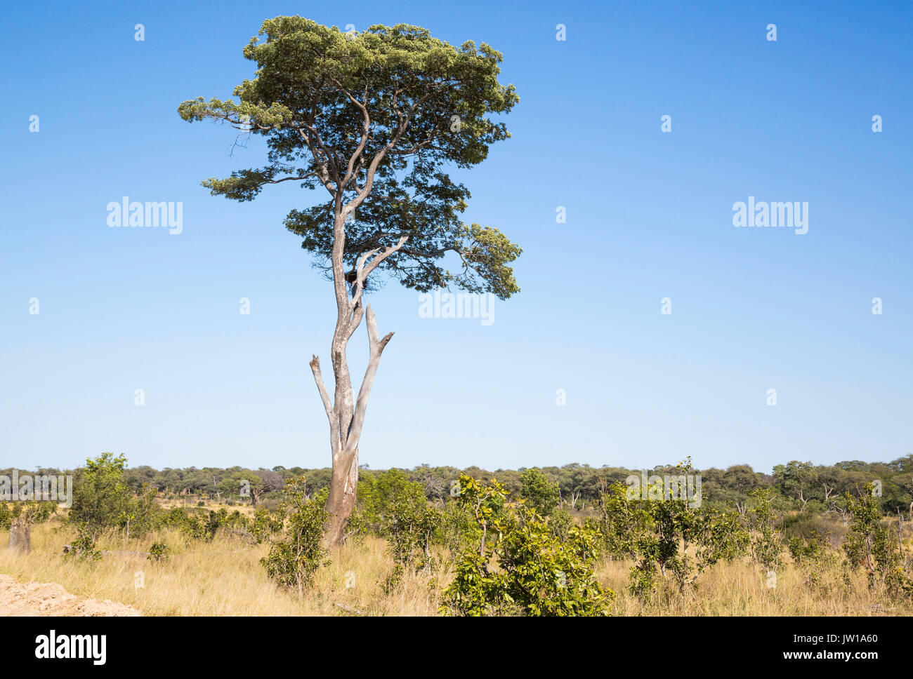 Ein hohes Msasa Baum (Brachystegia spiciformis) auch bekannt als zebrano in einem offenen Savanne wächst Stockfoto
