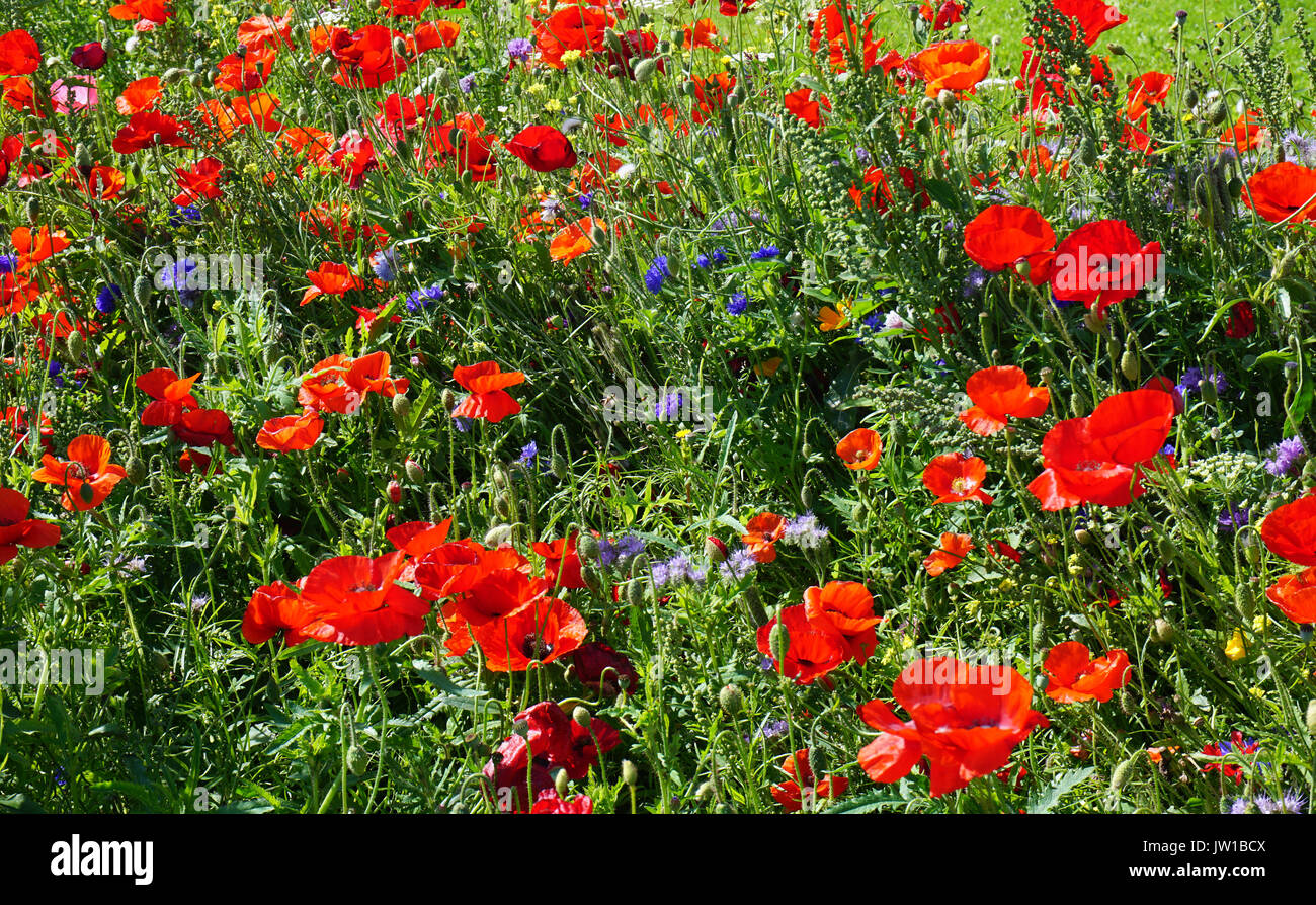 Bunte Anzeige von wilden Blumen in Blumenwiesen bepflanzt in Verges an Straßenrändern in Hartlepool im August 2017 Stockfoto