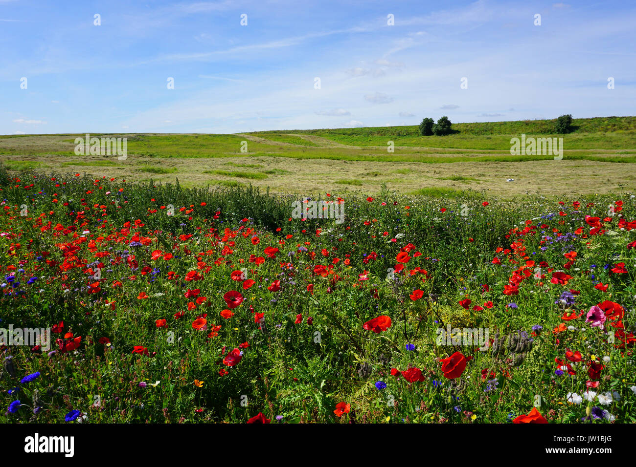 Bunte Anzeige von wilden Blumen in Blumenwiesen bepflanzt in Verges an Straßenrändern in Hartlepool im August 2017 Stockfoto