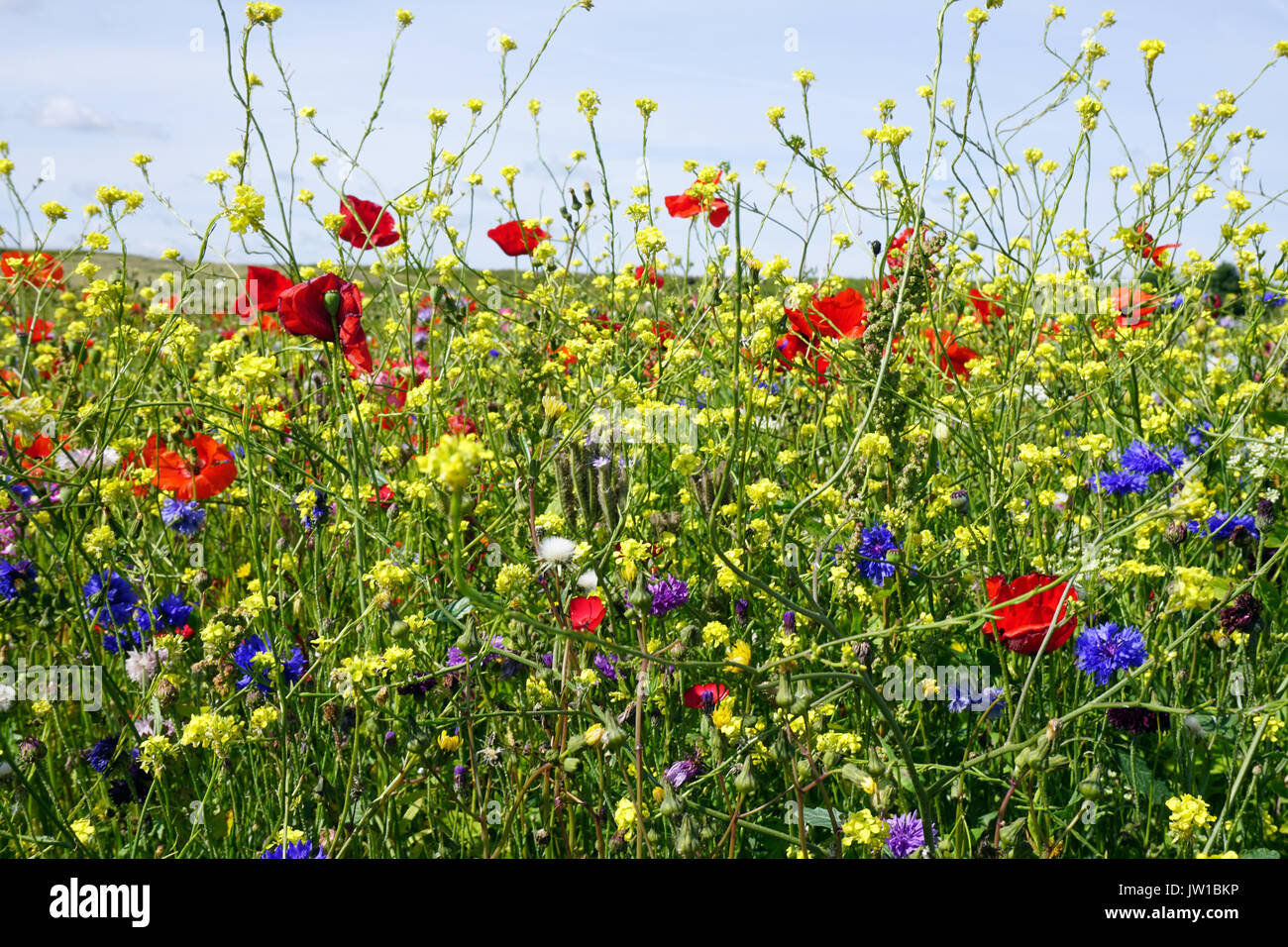 Bunte Anzeige von wilden Blumen in Blumenwiesen bepflanzt in Verges an Straßenrändern in Hartlepool im August 2017 Stockfoto