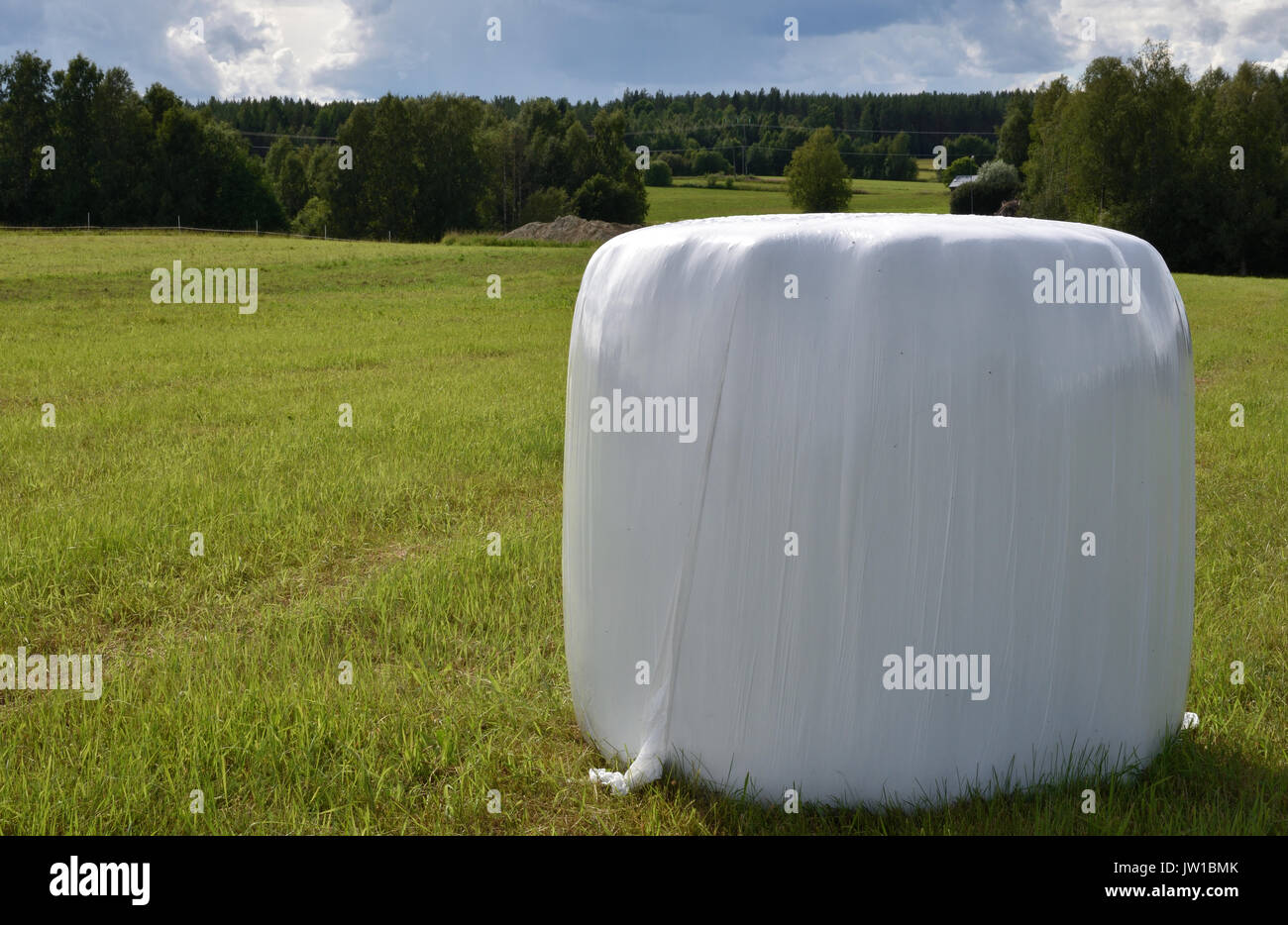 Single Einsilierung conservated in Kunststoff, stehend auf einem grünen Feld, Bild aus dem Norden von Schweden. Stockfoto