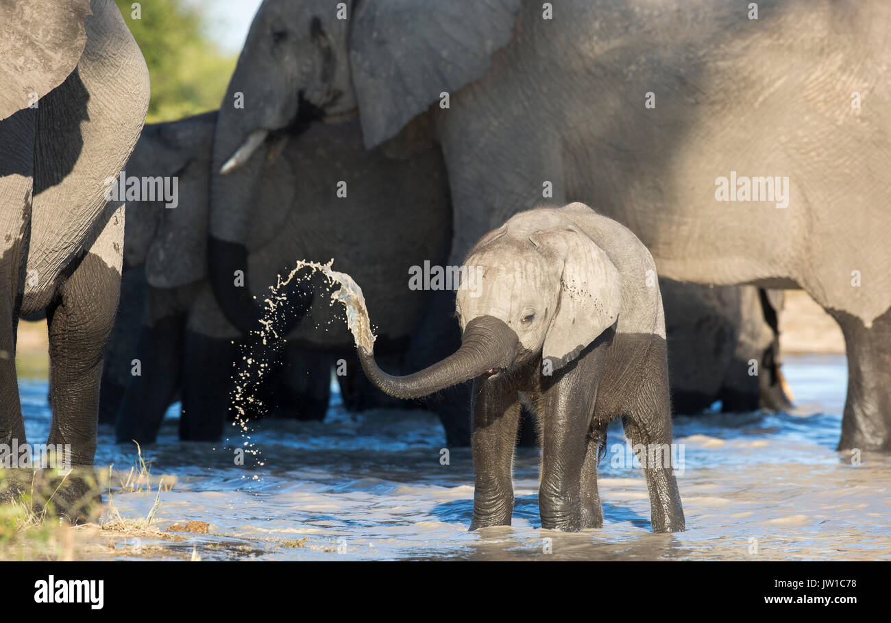 Baby Elefant Im Wasser Stockfotos Und Bilder Kaufen Alamy