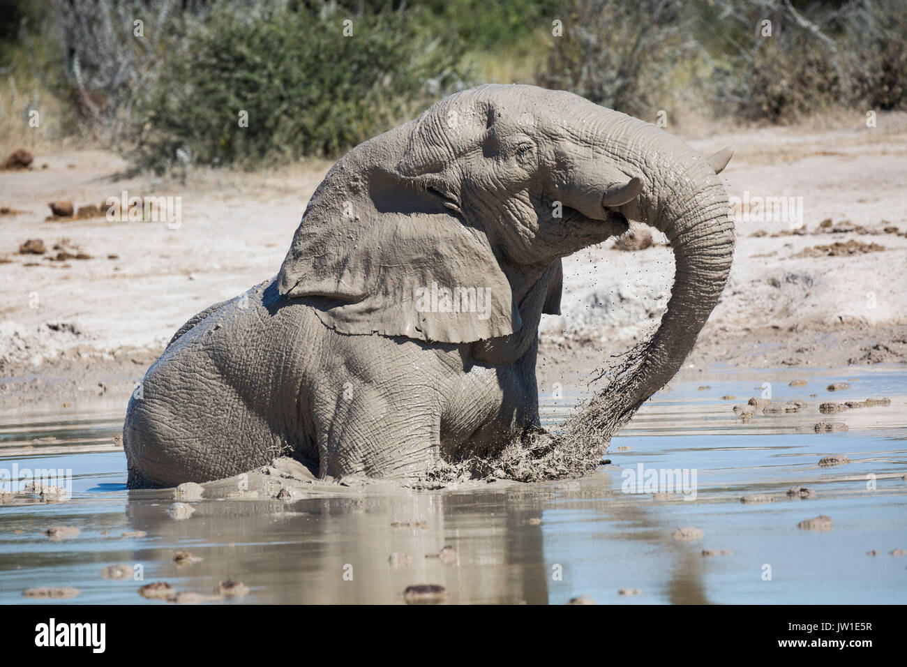 Reifen Elefant (Loxodonta africana) Stier sitzt in einem matschigen Wasserloch in ein Schlammbad Stockfoto