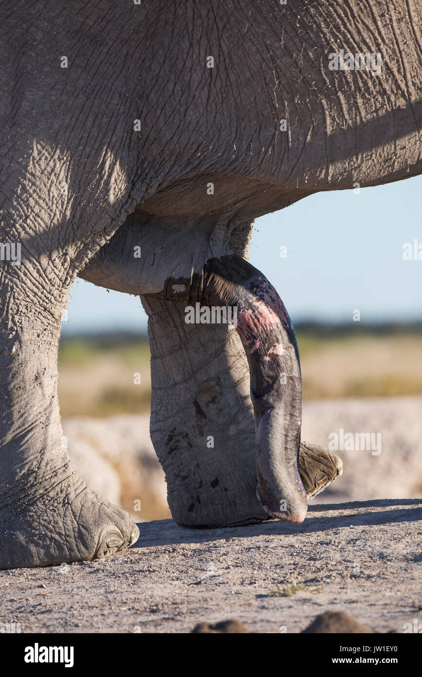 Ein Elefant (Loxodonta africana) Penis Stockfoto