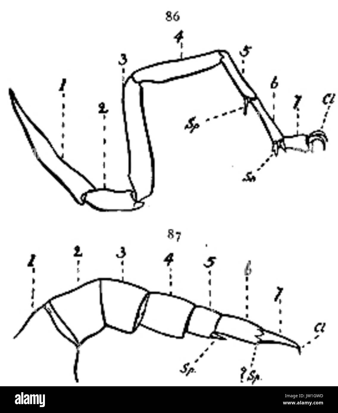 Der eurypterida von New York Abbildung 86 87 Stockfoto