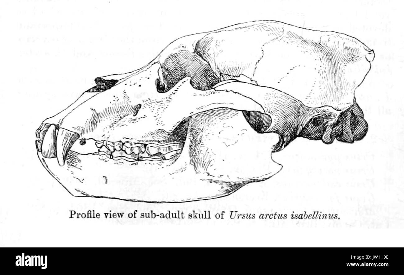 UrsusSkullSmit Stockfoto