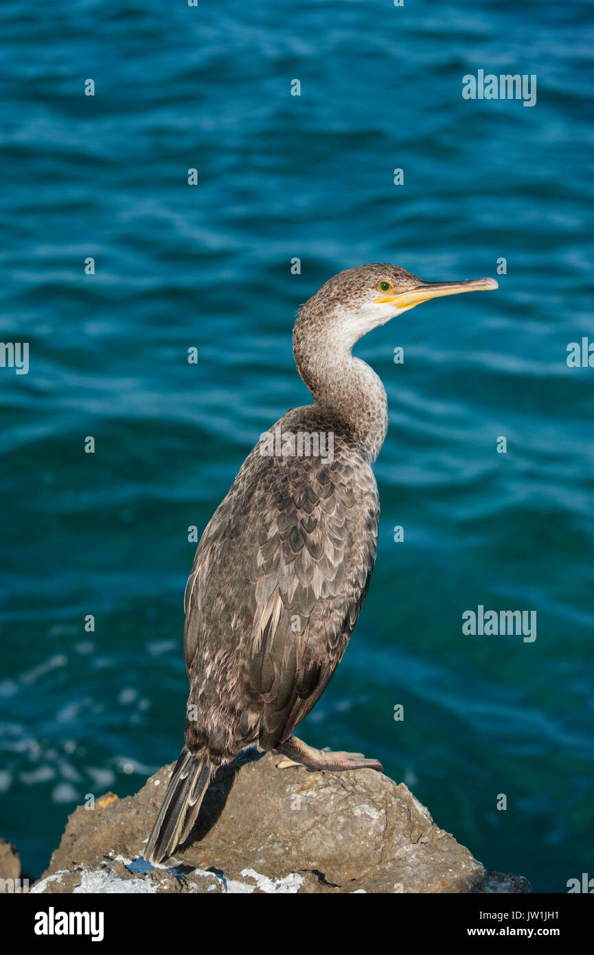 Unreifer mediterraner Shag oder Common Shag, Gulosus aristotelis desmarestii, auf Felsen, Insel Ibiza, Balearen, Spanien Stockfoto