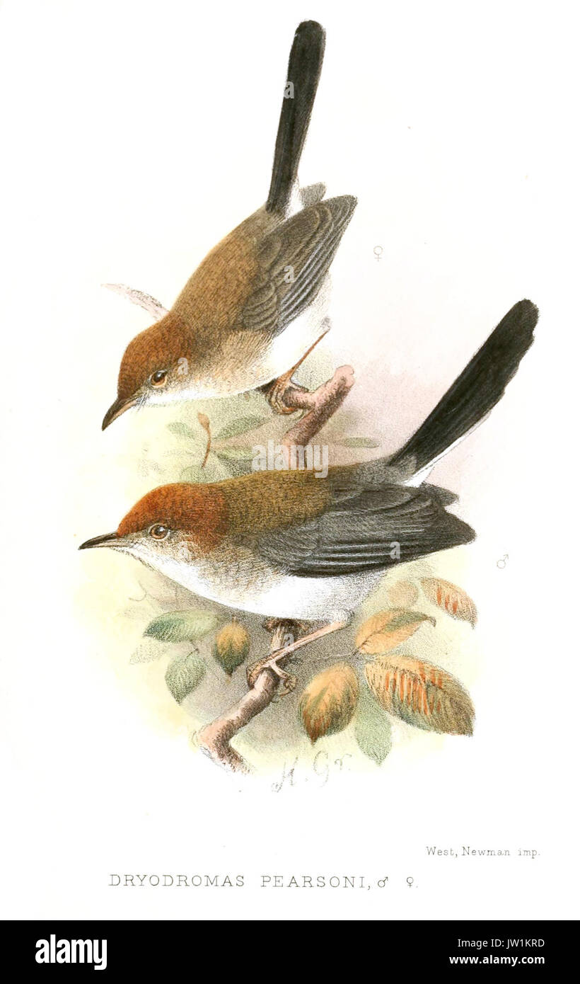 DryodromasPearsoniGronvold Stockfoto