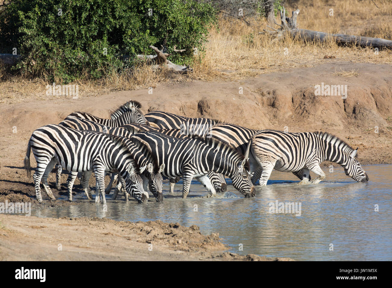 Burchells Zebra (Equus burchellii) Trinken an einem Wasserloch Stockfoto