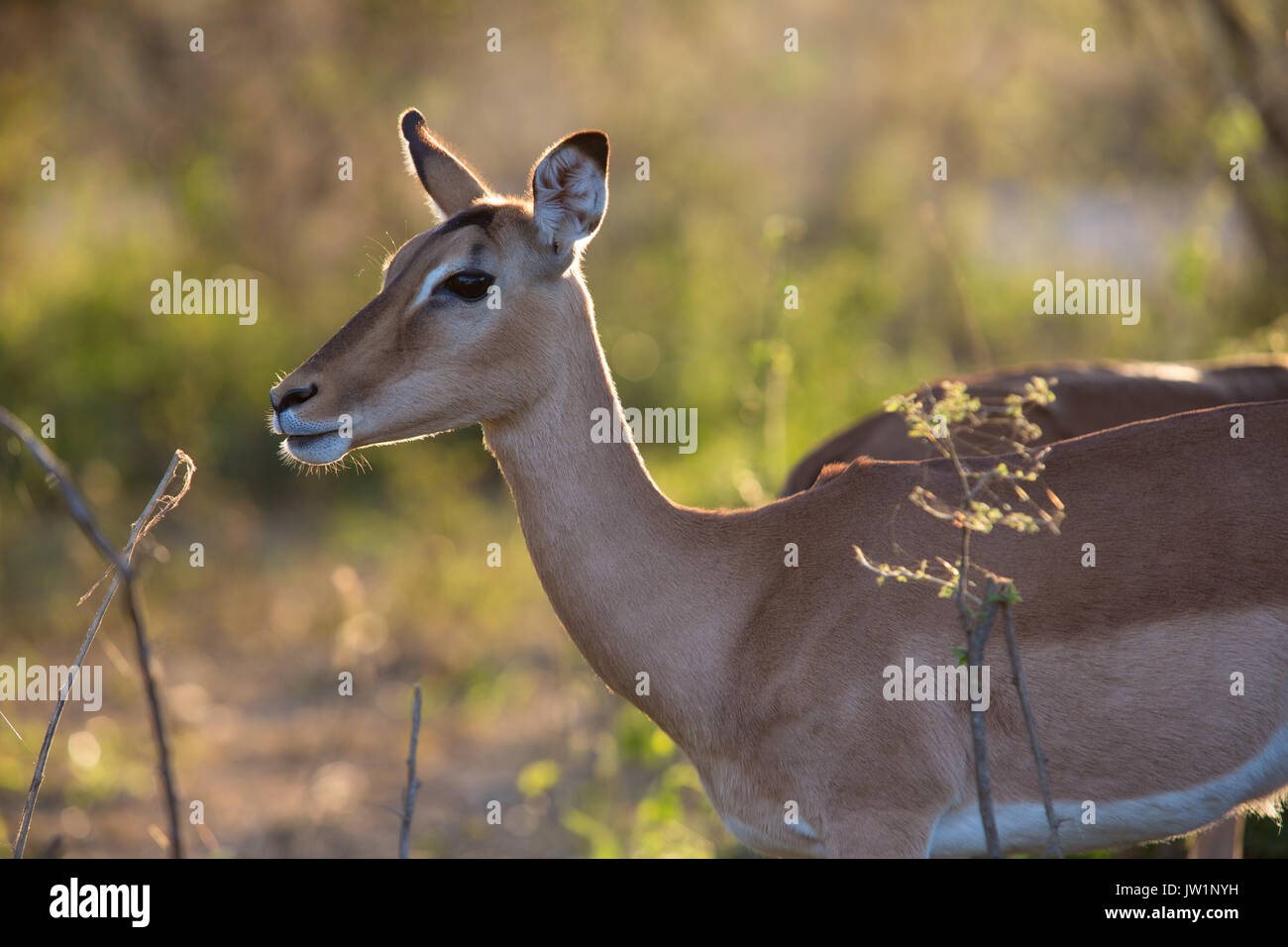 Hintere beleuchteten Portrait eines Impala (Aepyceros melampus) Ewe in Moody warme Beleuchtung Stockfoto