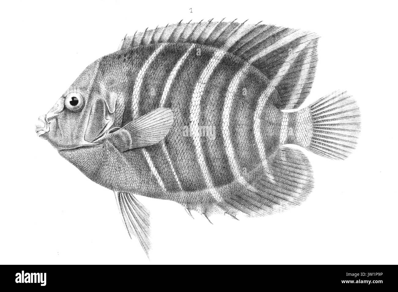 Pomacanthus chrysurus Stockfoto