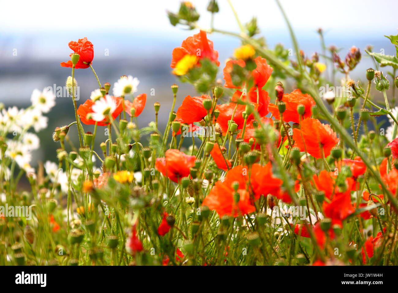 Wild wachsenden Blumen auf Portsdown Hügel auf der South Downs Hampshire.. Stockfoto