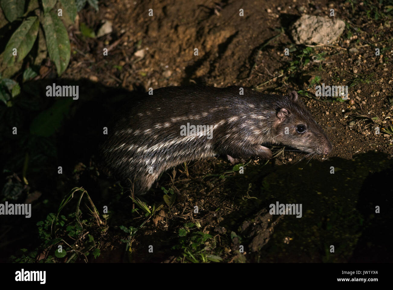 Ein Paka im Atlantischen Regenwald Brasiliens fotografiert. Stockfoto