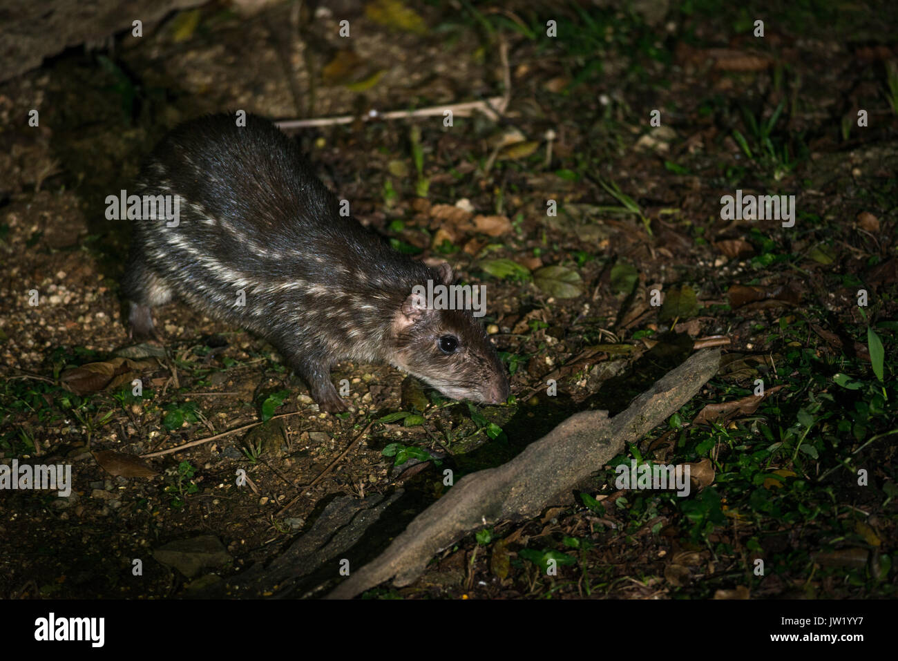 Ein Paka im Atlantischen Regenwald Brasiliens fotografiert. Stockfoto