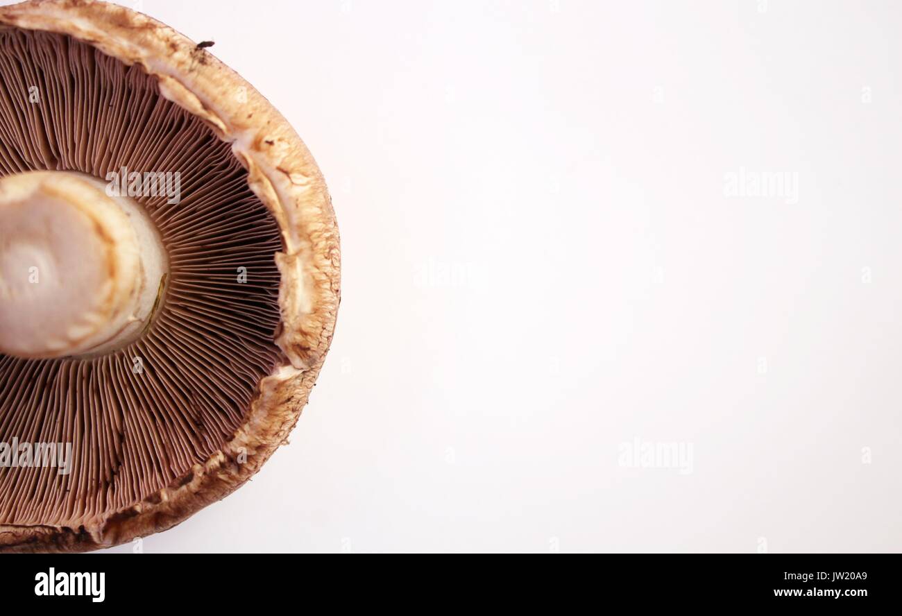 Braun Pilz Hintergrund Stockfoto