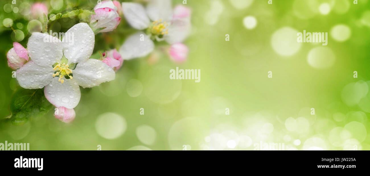 abstrakt Frühlings Hintergrund mit Bokeh-Effekten. Stockfoto