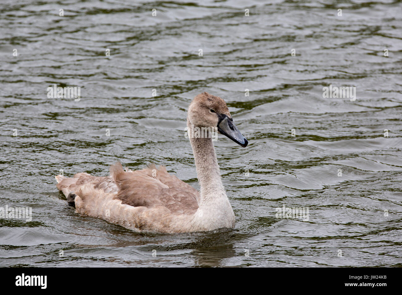 Swan cygnet schwimmen. Stockfoto