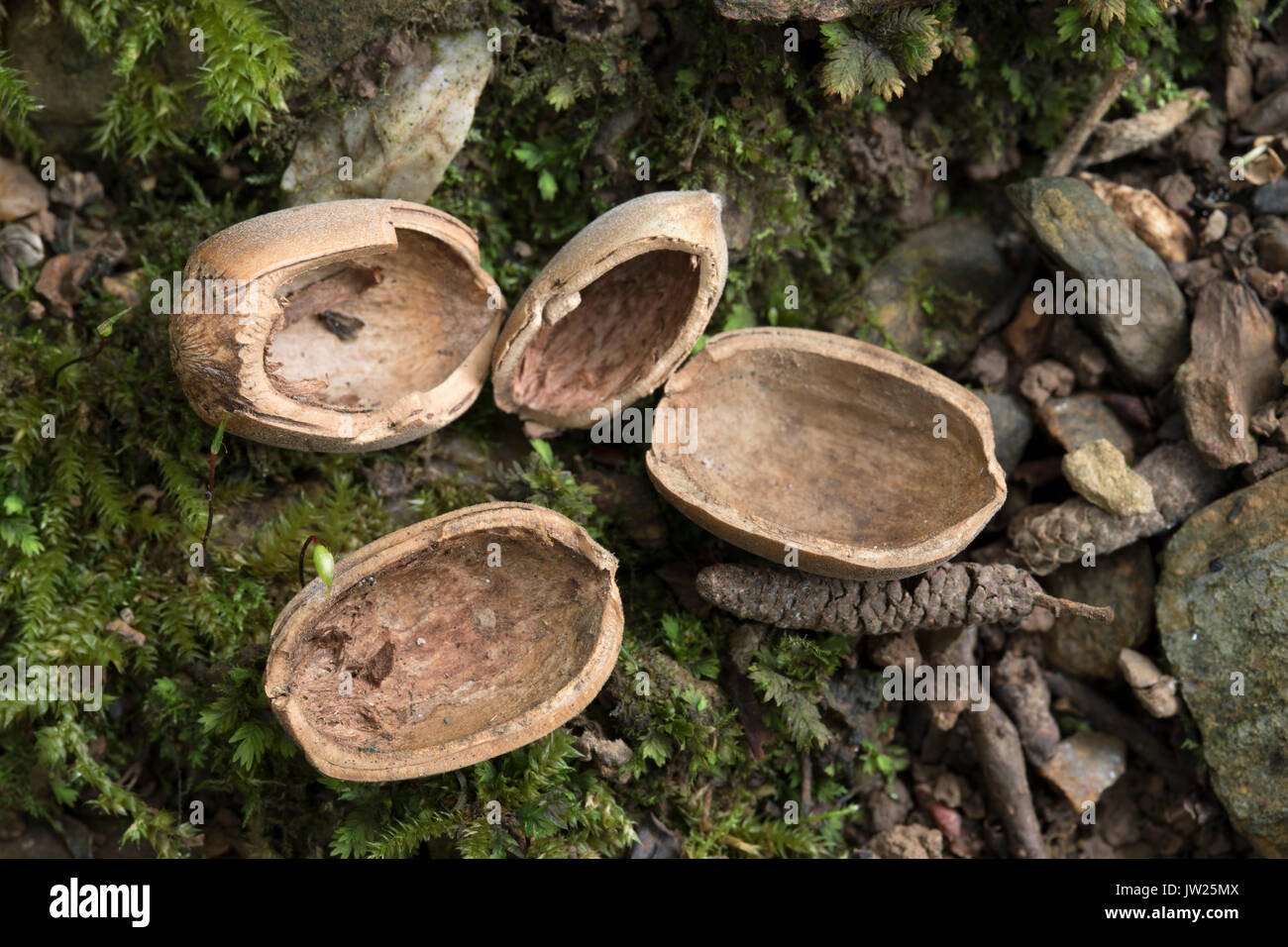 Haselnuss Muscheln geöffnet durch graue Eichhörnchen Cornwall, UK Stockfoto