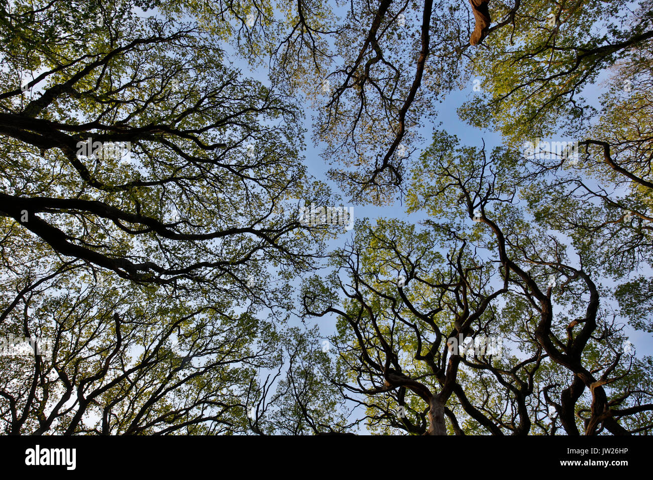 Blick auf Bäume; Pignall-Schließung; New Forest; Großbritannien Stockfoto