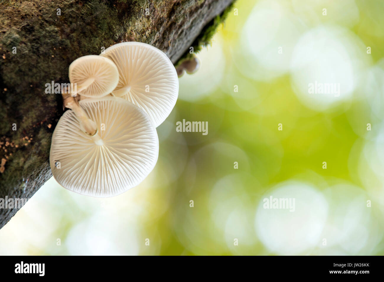 Porzellan-Pilz; Oudemansiella Mucida; Cornwall; UK Stockfoto