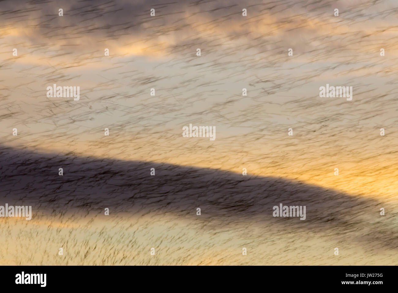 Starling; Sturnus vulgaris Flock at Sunset Blackpool; Großbritannien Stockfoto