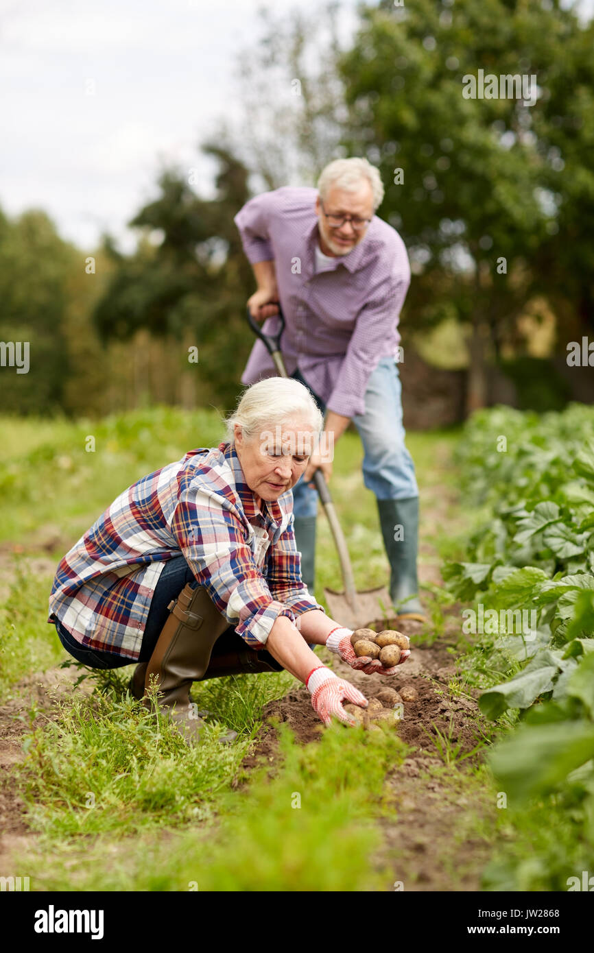 älteres paar Pflanzen Kartoffeln im Garten oder Hof Stockfoto