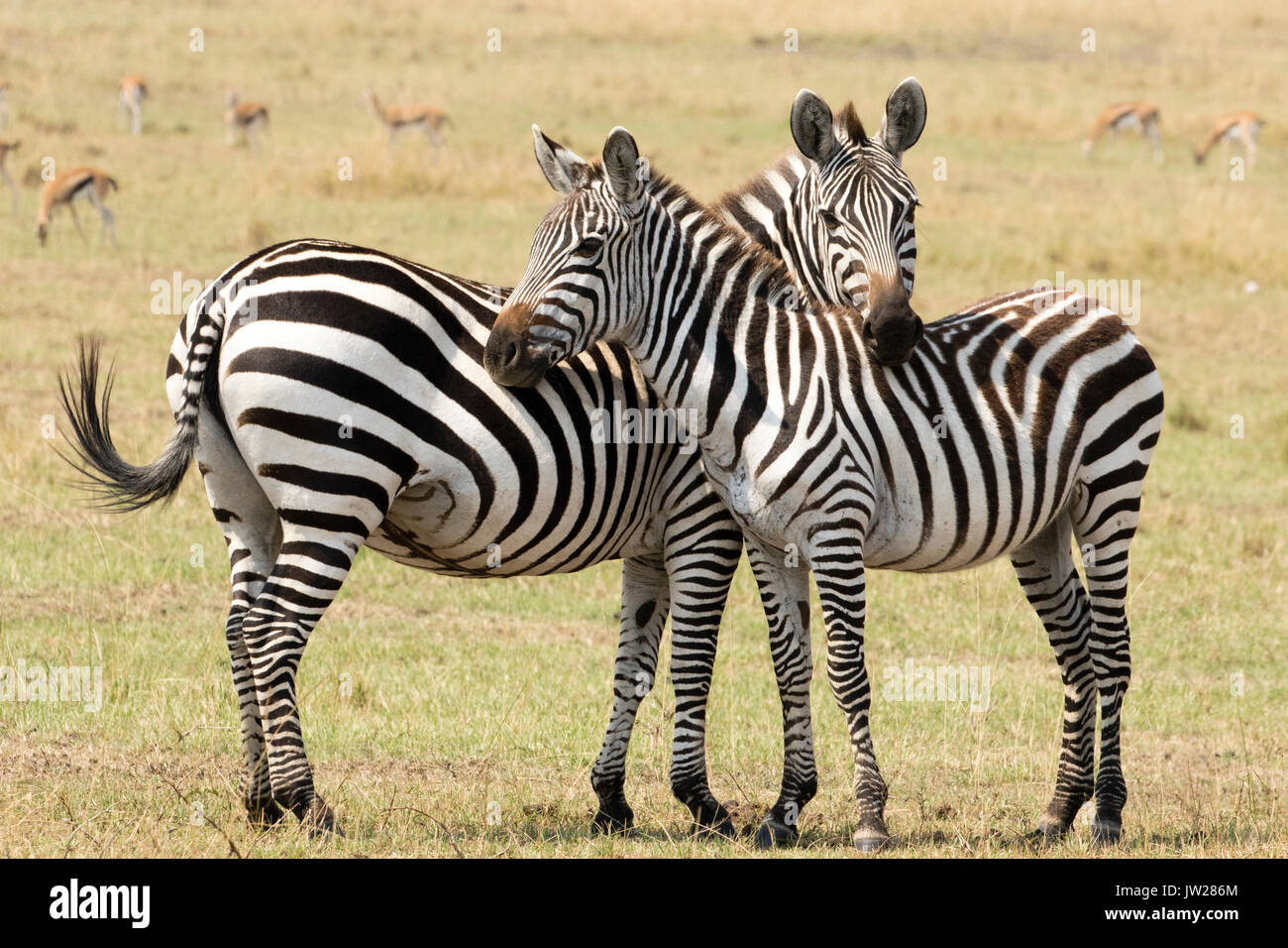 Süßer Moment zwischen Ebene Zebras (Equus quagga) Mutter und Kind gegenseitig auf Schiefe Stockfoto