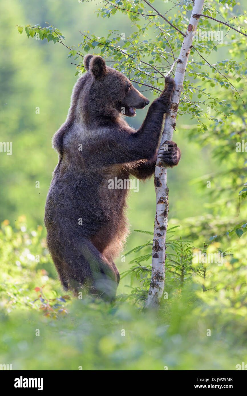 Braunbär (Ursus arctos), stehen aufrecht, berühren einen Baum im Wald Fichte, Malá Fatra, Kleine Fatra, Slowakei Stockfoto