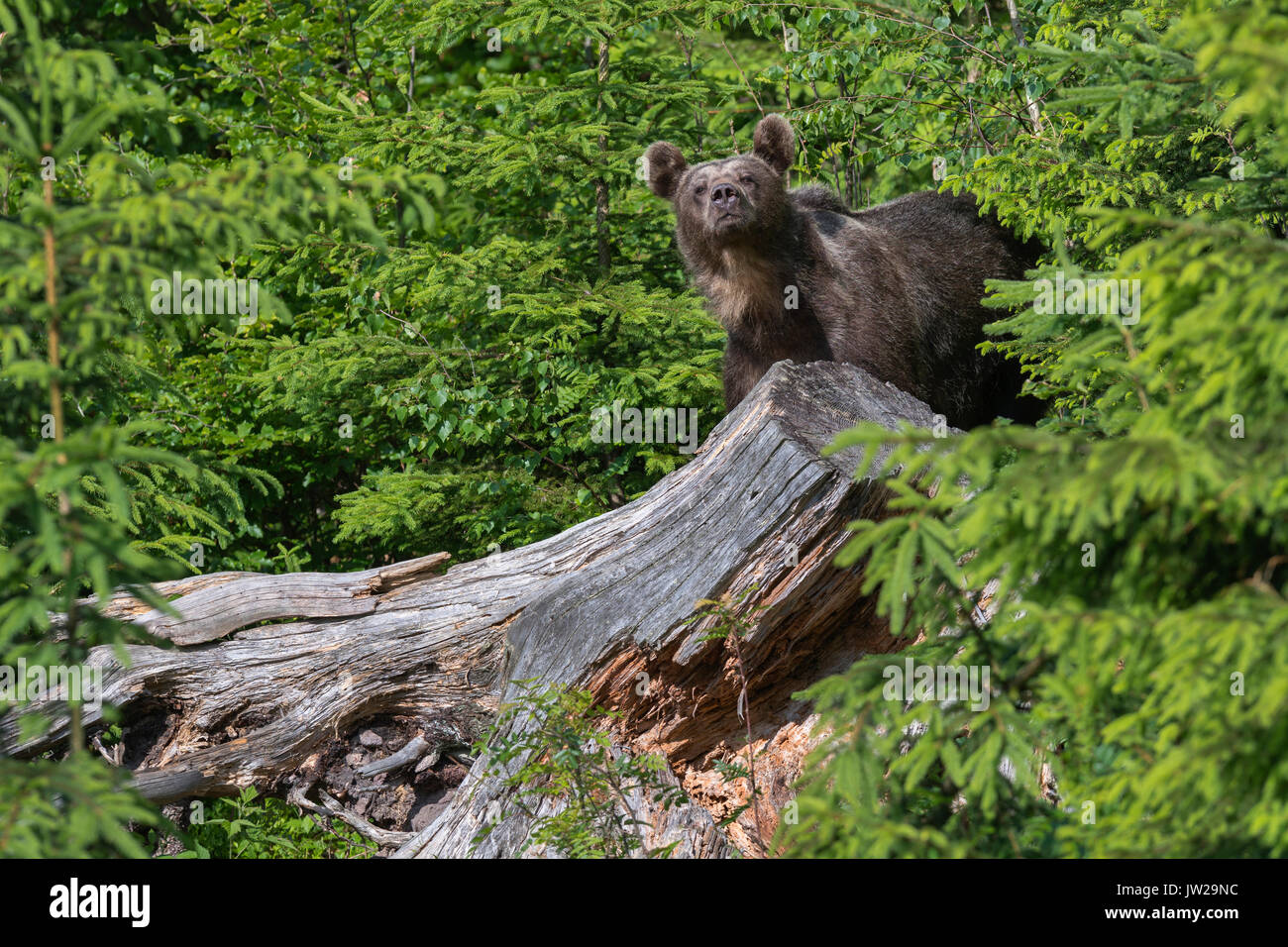 Braunbär (Ursus arctos) auf alten Baumstamm im Fichtenwald, Malá Fatra, Kleine Fatra, Slowakei Stockfoto